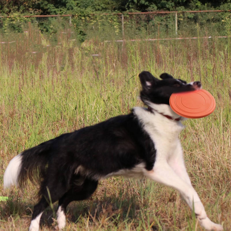 Durable Tear Resistant Pet Fly - Flying Disc Dog Training Toy recension och pris
